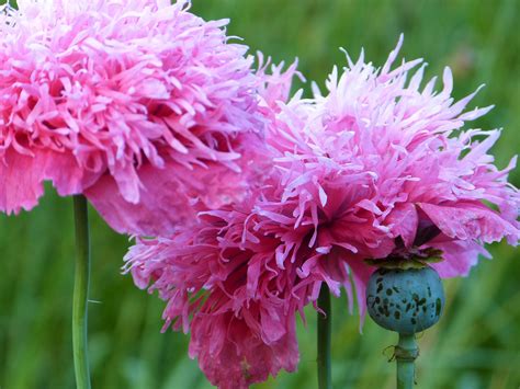Pink Poppy Flower Plants Free Image Download