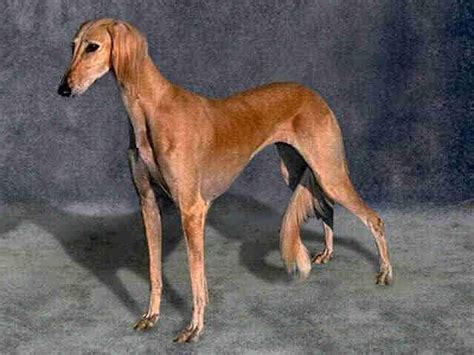 Saluki Persian Greyhound Or Gazelle Hound Dog Site