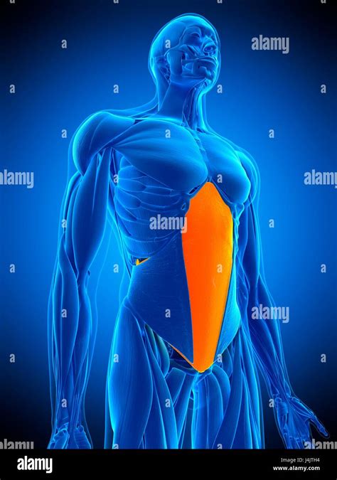 Ilustración Del Músculo Transversus Abdominis Fotografía De Stock Alamy