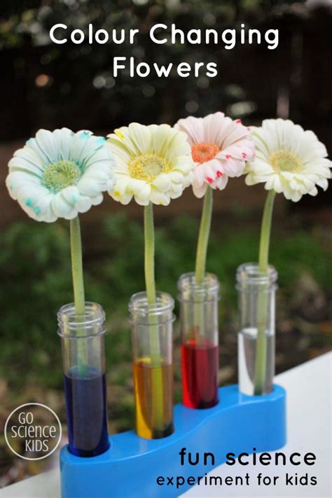 Colour Changing Flowers Experiment Go Science Kids
