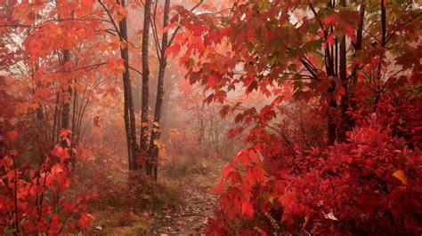 Free Download Fall Red Leaves Forest Floor Autumn Season Colors Epic Hd