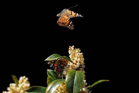 Mass Migration Of Painted Lady Butterflies Entrances Californians The