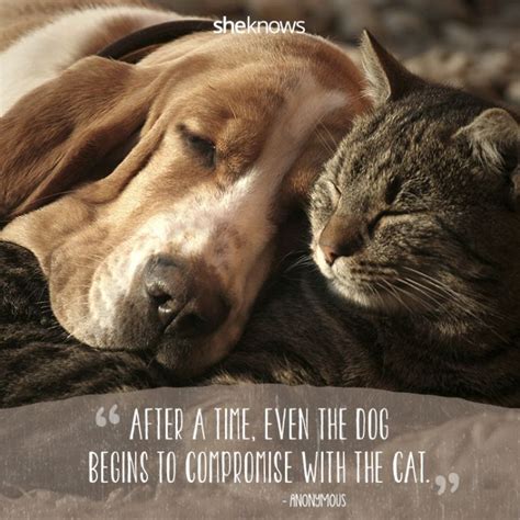 50 Cat Quotes That Only Feline Lovers Would Understand Cat Quotes