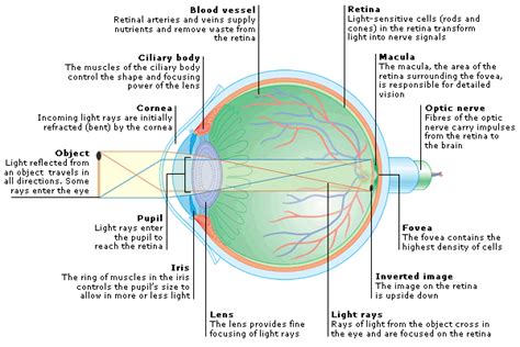 Medical Encyclopedia Structure And Function How The Eye