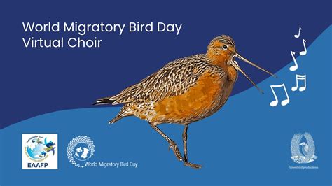 World Migratory Bird Day Virtual Choir 2021 Youtube