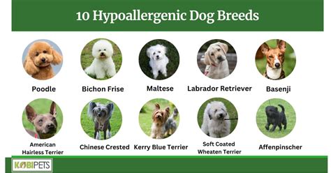 Are Labrador Retriever Hypoallergenic Dogs
