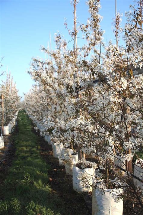 Not the answer you're looking for? Multistem Juneberry Tree. An edible fruit bearing tree ...