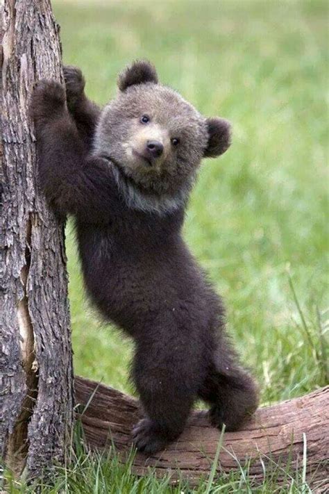 Baby Bear Cute Animals Cute Baby Animals Animals