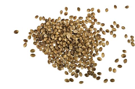 Hemp Seeds Png Images Png All Png All