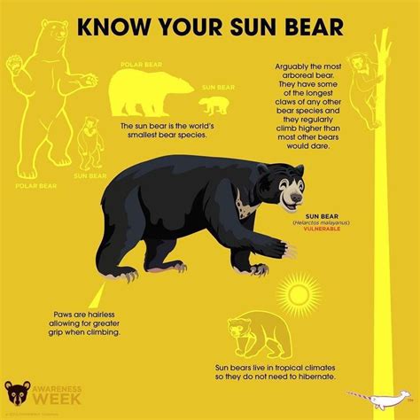 How Incredible Is This Sun Bear Infographic We Absolutely Love