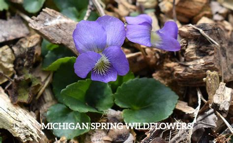 Take A Michigan Wildflower Scavenger Hunt This Spring