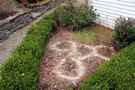 Soil acidity is measured by a ph reading. How I Acidify My Blueberry Soil (& other useful tips ...