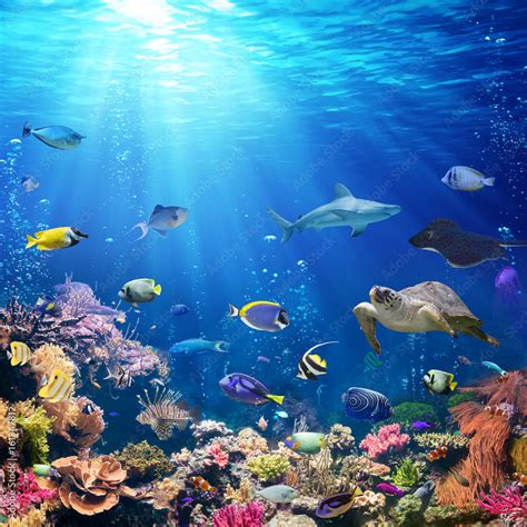Underwater Scene With Coral Reef And Tropical Fish Stock Foto Adobe Stock