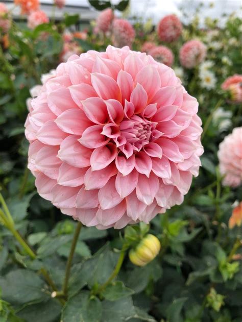 Peaches N Cream — Dahlias By Julie Dahlia Peaches N Cream Dahlia