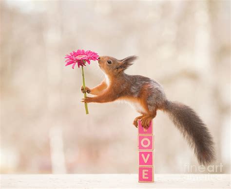 Red Squirrel On Love Is Holding An Flower Photograph By Geert Weggen