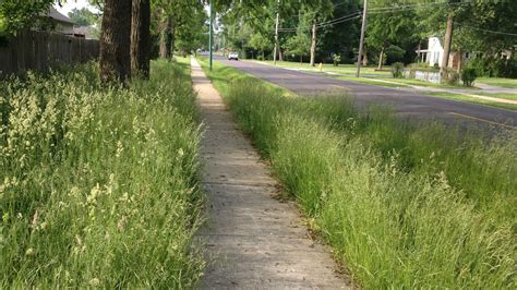 Overgrown Weeds Grass Can Stir City Action