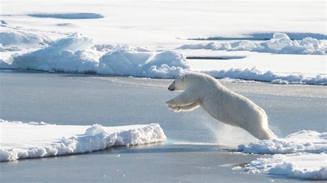 Study Polar Bear Numbers To Fall As Arctic Ice Shrinks