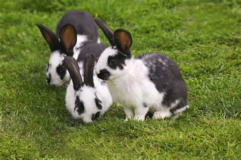 Rabbit Lifespan How Long Do Rabbits Live Az Animals