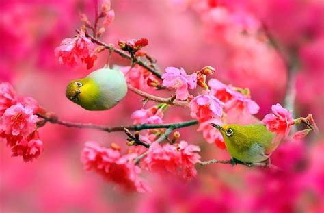 Spring Flowers And Birds Wallpapers Top Free Spring Flowers And Birds