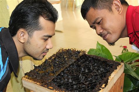 Website tentang budidaya lebah kelulut, klanceng, dan penternakan meliponikultur. Madu Lebah Jati: Lawatan Kali Kedua Ke Taman Seribu Bunga
