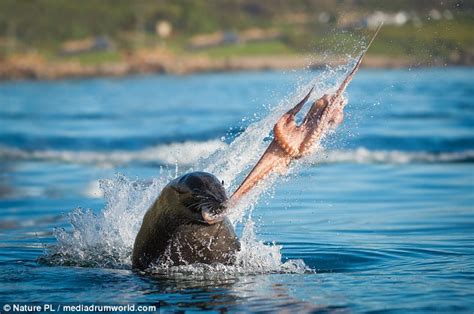 Octopus Is Flung Through The Air As It Battles For Its Life With A Seal