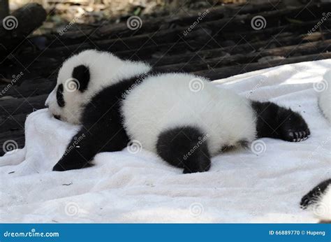 Baby Panda Stockfoto Bild Von Unterseite Gefährden 66889770