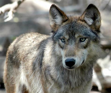 Trump Administration Pulls Gray Wolves Off Endangered Species List