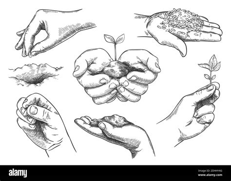 Hands With Plant Sprout Farmer Hand Holding Soil And Planting Seeds