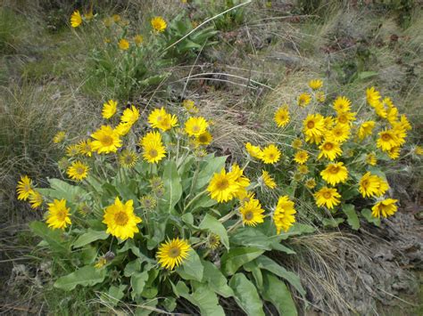 Welcome To My Garden Of Wild Plants And Medicinal Herbs