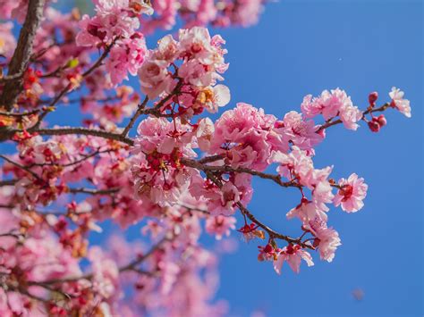 Cherry Blossom Tree How To Grow Cherries Blossom Trees
