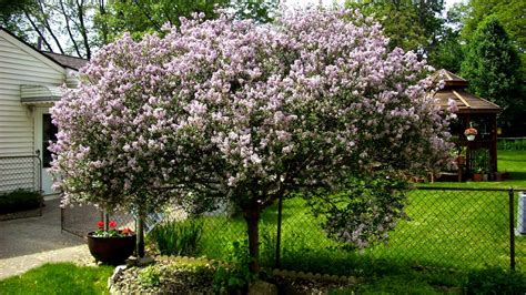 Korean Lilac Tree Care Tree Choices