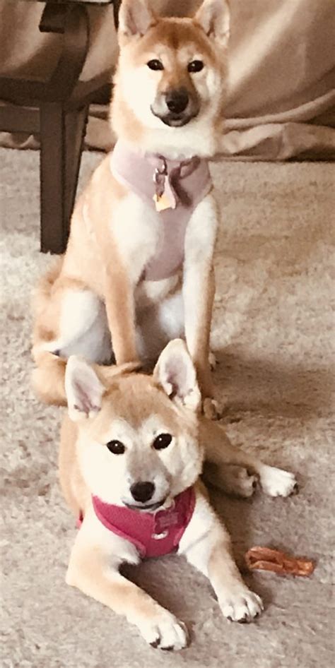 Celebrating Our Sweet 16 Year Anniversary Southern California Shiba