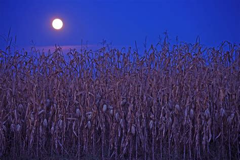 Bluestocking Redneck Full Corn Moon Tonight