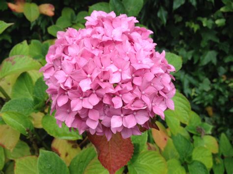 Gorgeous Hydrangea Hydrangea Plants Flowers