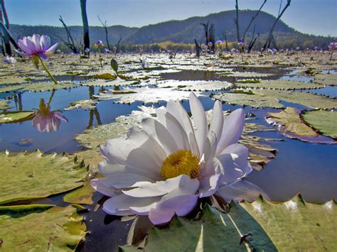 The Giant Water Lily