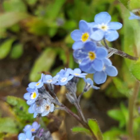 Myosotis Scorpioides Water Forget Me Not Uploaded By Sylviadavies