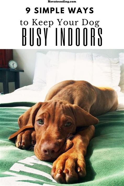 9 Ways To Keep Your Dog Busy While Youre At Work Dogs Dog