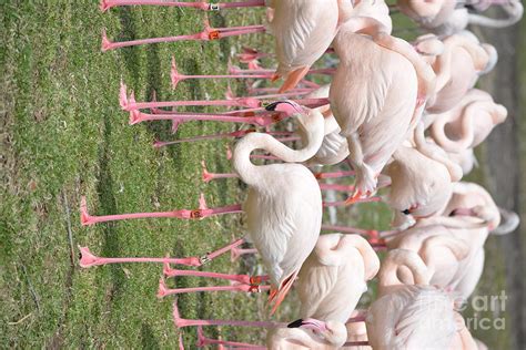 Pink Flamingos Photograph By Dave Peterson Pixels