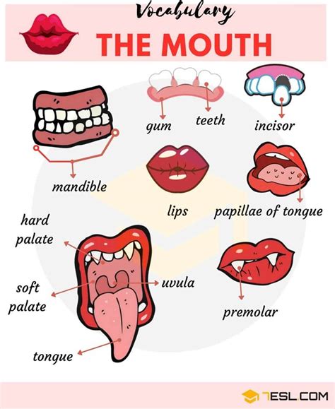 Parts Of The Mouth Useful Mouth Parts Names With Pictures 7esl