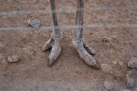 Ostrich Feet Flickr Photo Sharing