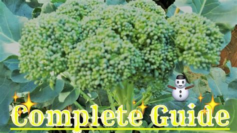 How To Grow Broccoli Seed Youtube Growing Broccoli