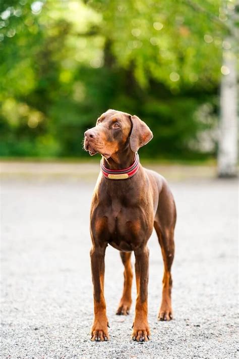 Doberman Pregnancy A Comprehensive Guide From Conception To Delivery