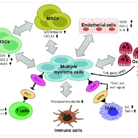 Impact Of Some Critical Components Of Tumor Microenvironment On Mm