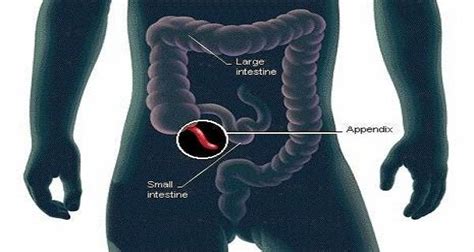 Male Anatomy Diagram Appendix Human Body Diagram Inte