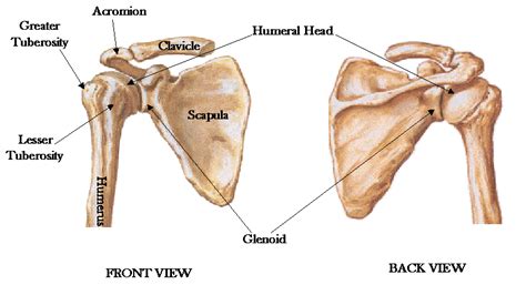 The shoulder joint is formed where the humerus (upper arm bone) fits into the scapula. The Shoulder Girdle