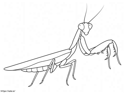 Praying Mantis To Color Coloring Page