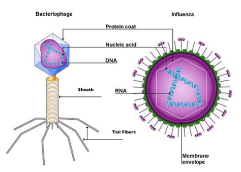 Viruses Grade 11 Biology Study Guide