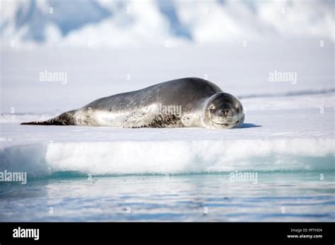 Seal And Sea Lion Sitting On A Rock In The Sun In The Antarctica By The