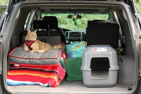 Tips And Tricks For Traveling With Cats Plan A Road Trip Gopetfriendly