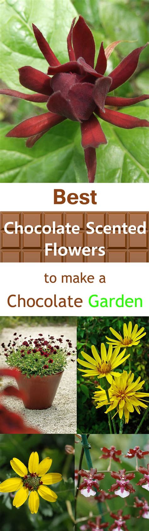 Best Chocolate Scented Flowers Plants And Flowers That Smell Like